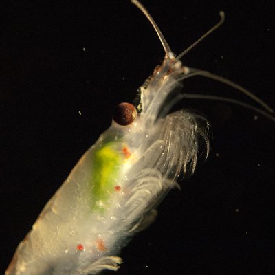 Antarctic Krill