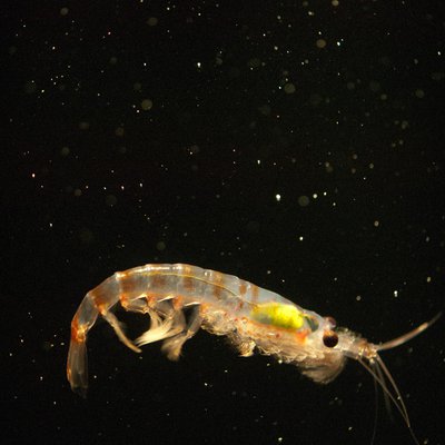 Antarctic krill