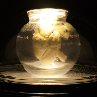 BioSynthetic Systems is a collaboration between Dr. Svenja Kratz, Prof. Dietmar W. Hutmacher, Dr. Bill Hart, Felix Wunner, Lumen Cloud (Michelle Xen and Richard Candy) and Michael Maggs. Image courtesy of the artists and scientists.