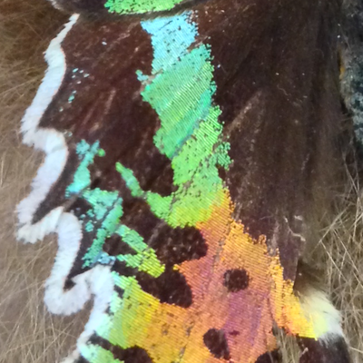 Butterfly wing detail