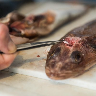 Fishcare